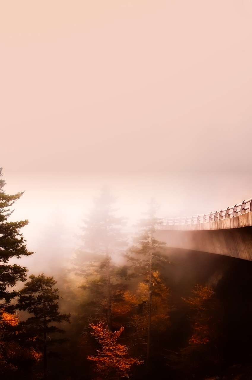 bridge forest trees free photo