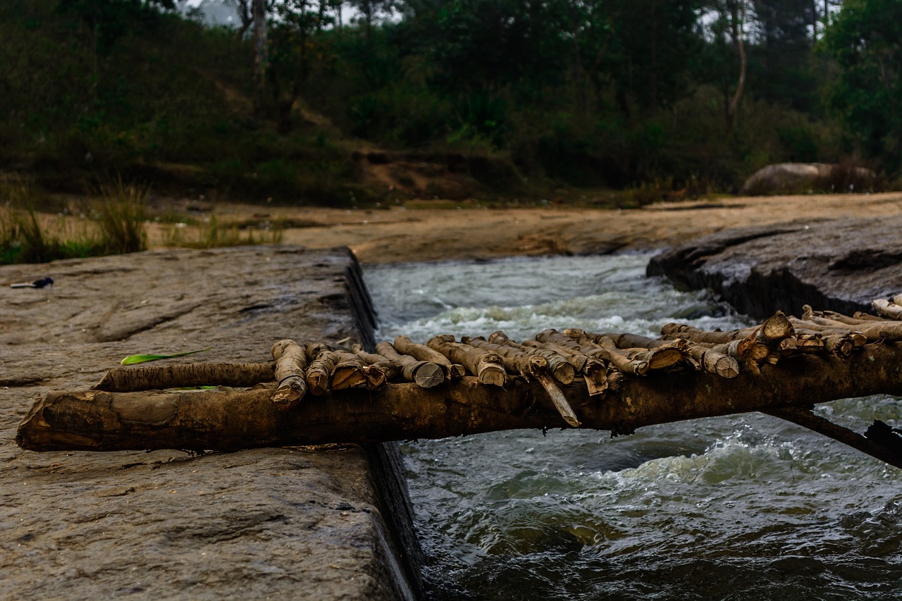 bridge nature forest free photo