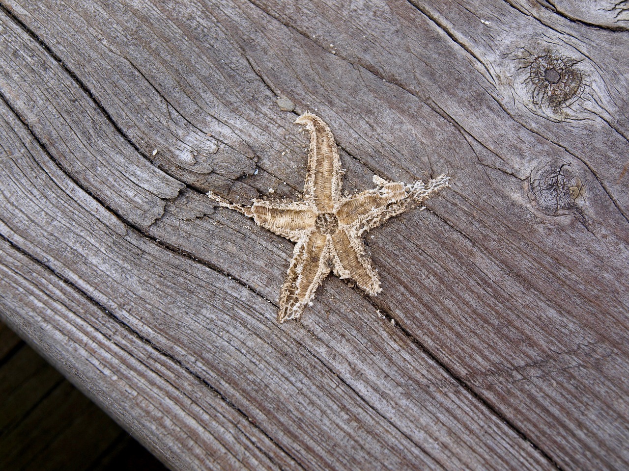 bridge starfish wood free photo