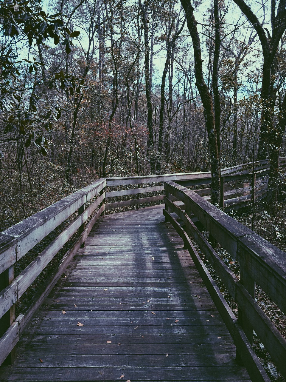 bridge woods forest free photo