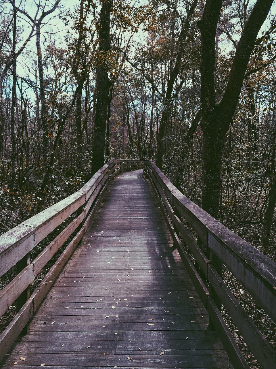 bridge woods forest free photo