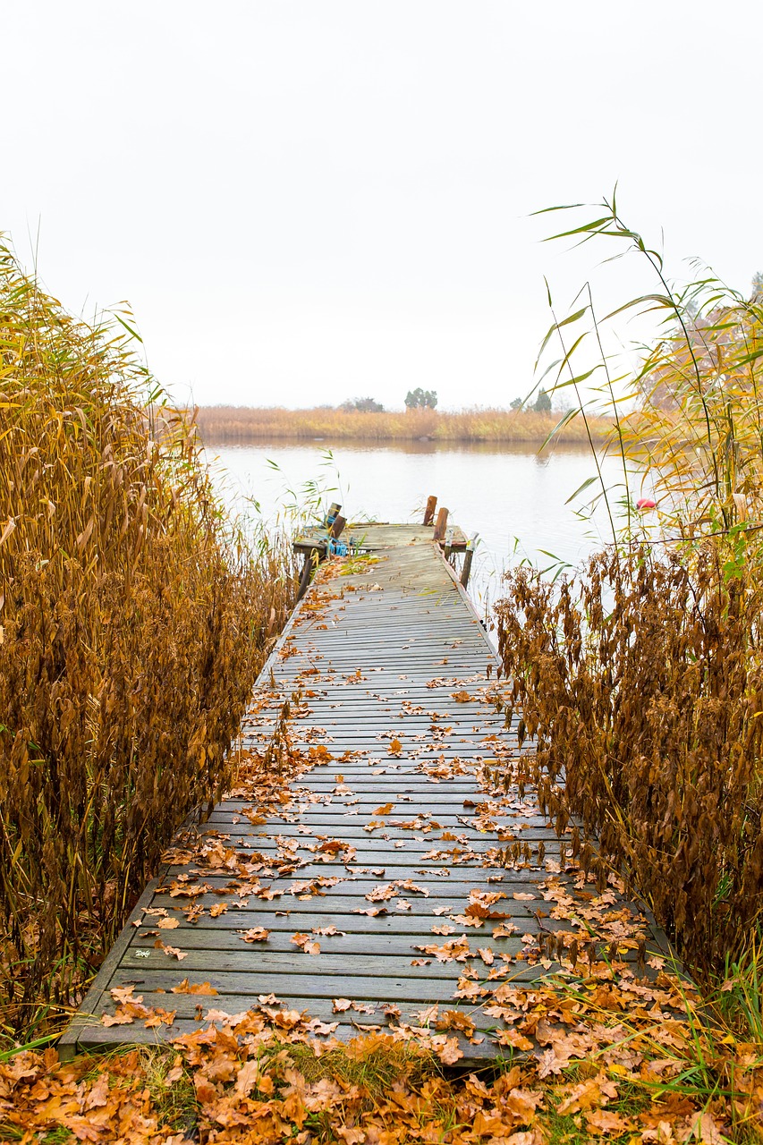 bridge pathway forest free photo