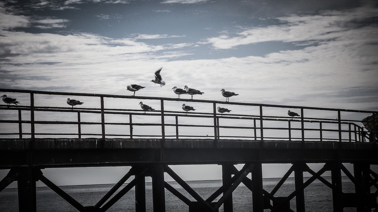 bridge ocean sea free photo