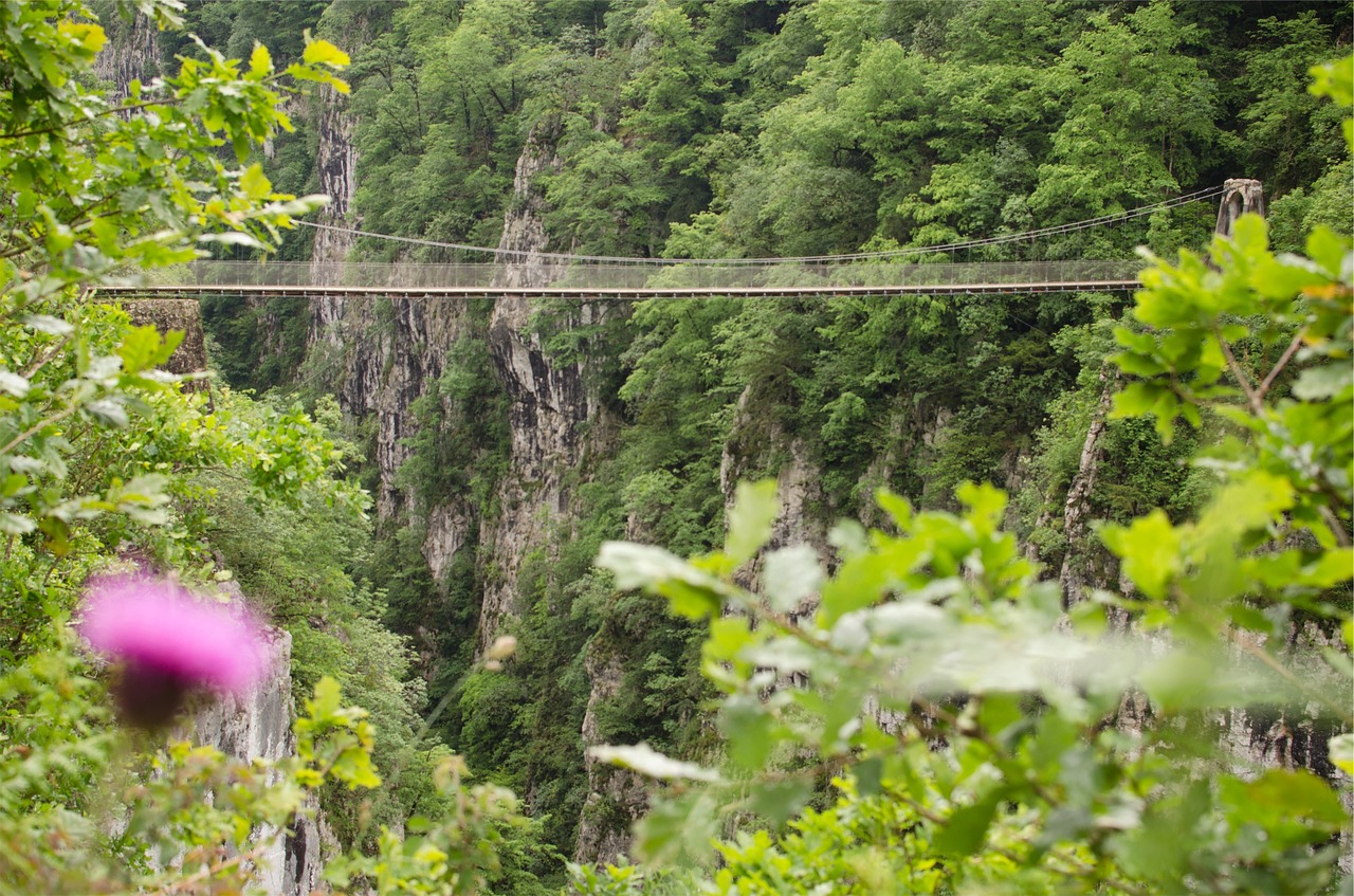 bridge jungle trees free photo