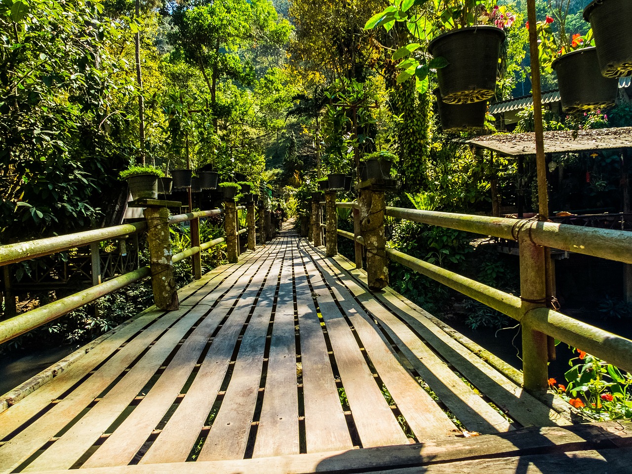 bridge forest nature free photo