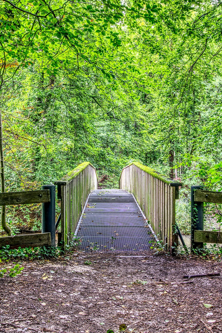 bridge forest forest path free photo