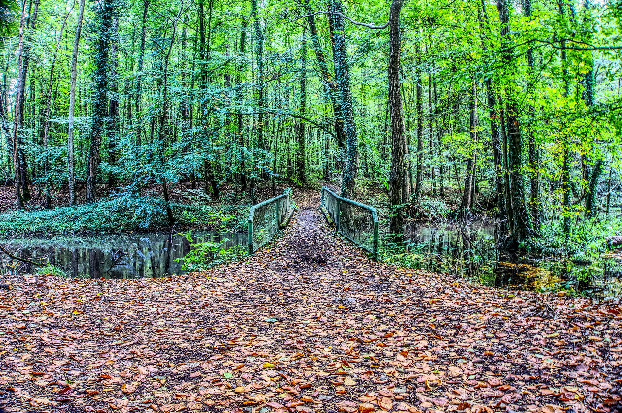 bridge forest forest path free photo