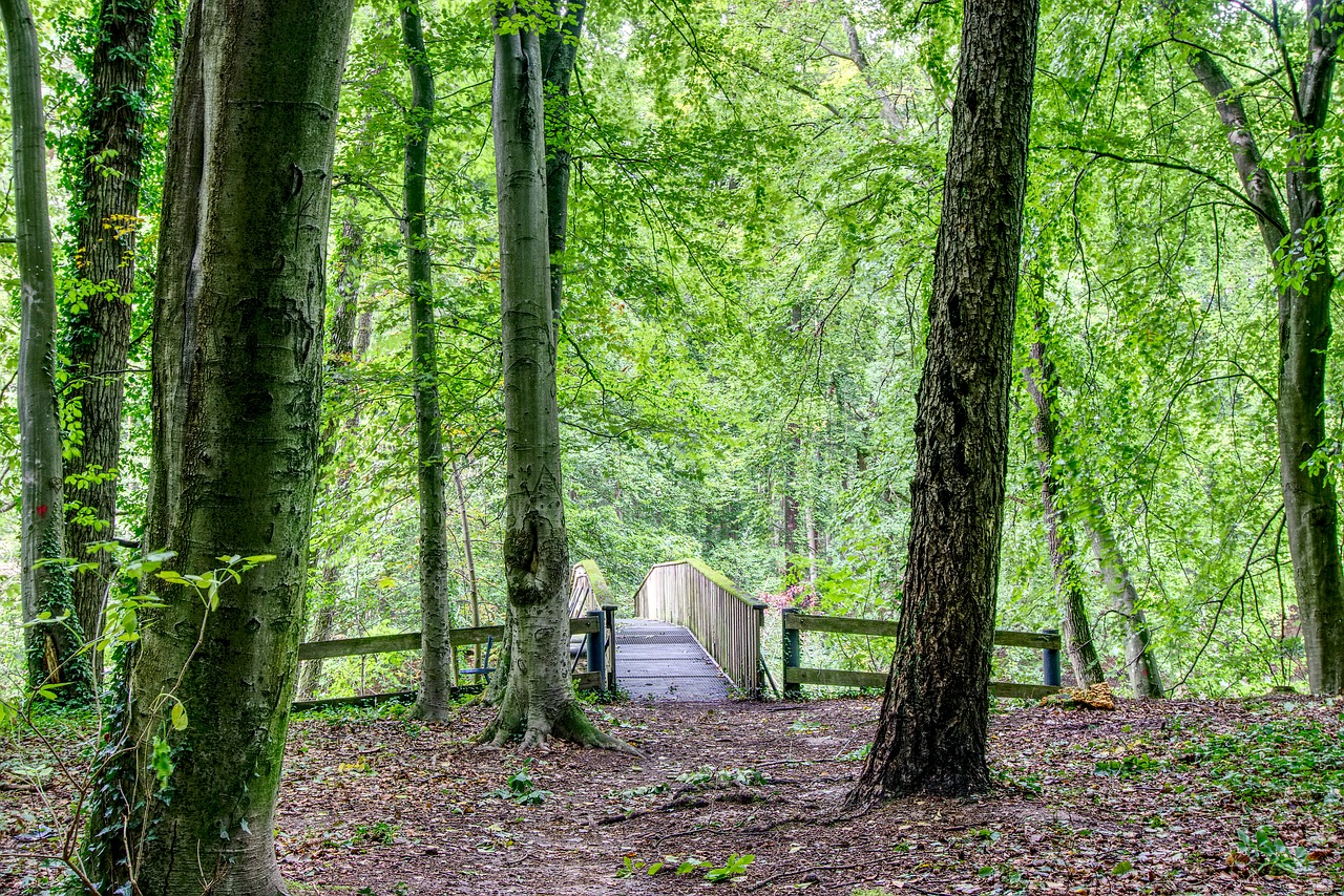bridge forest forest path free photo