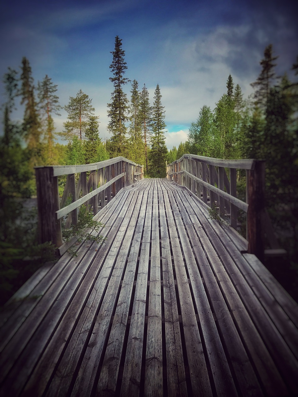 bridge wilderness nature free photo