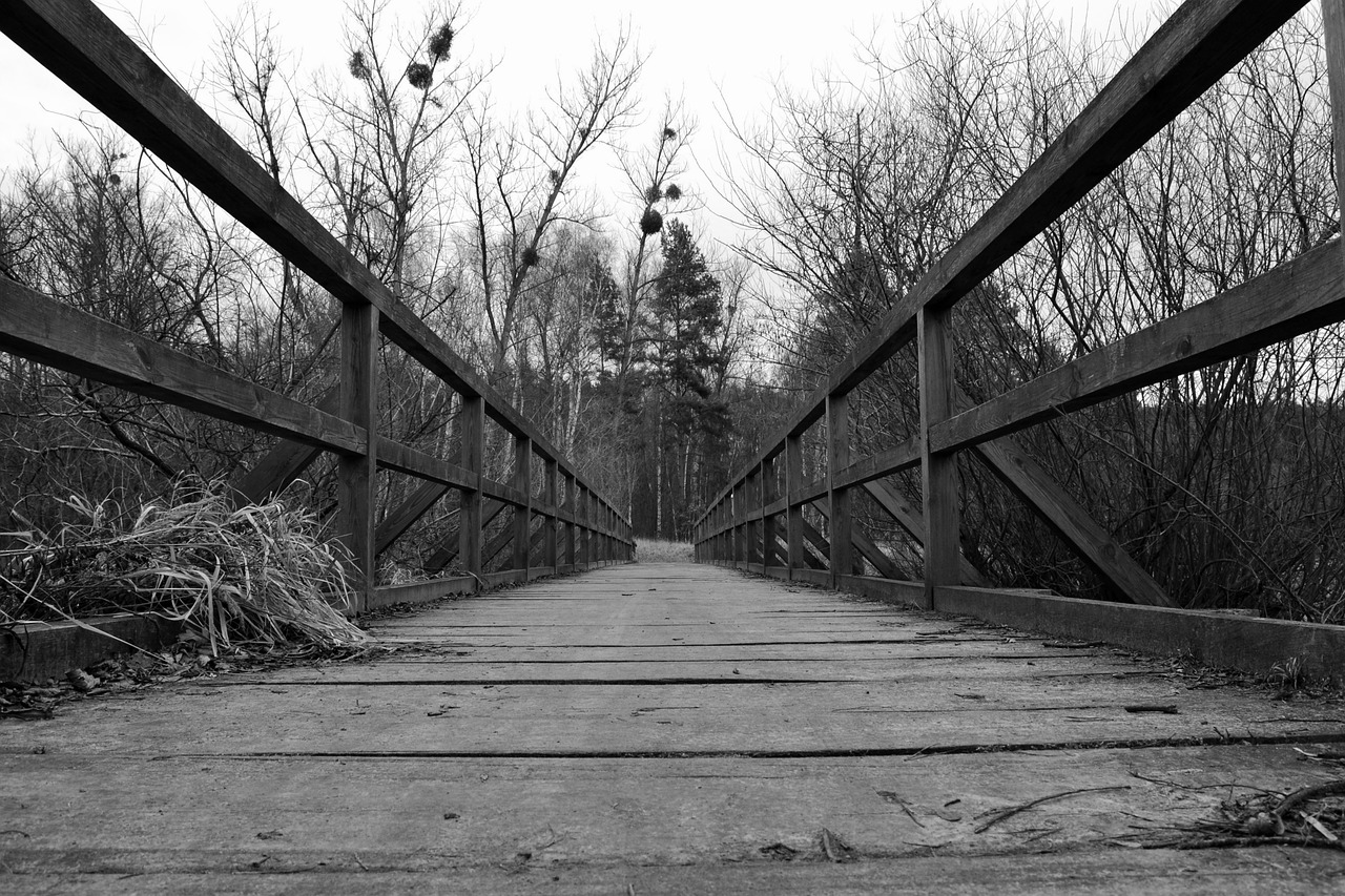 bridge forest nature free photo