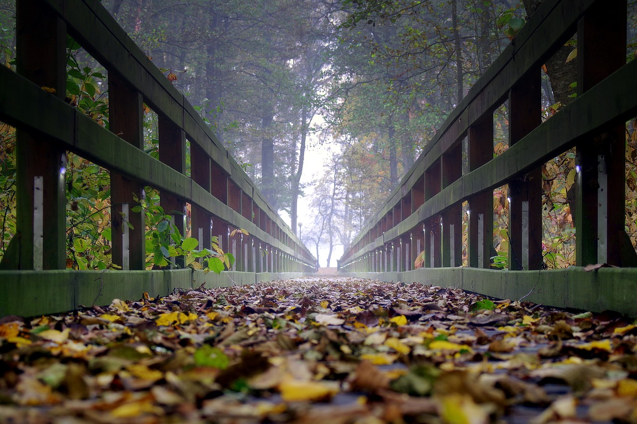 bridge wooden the fog free photo