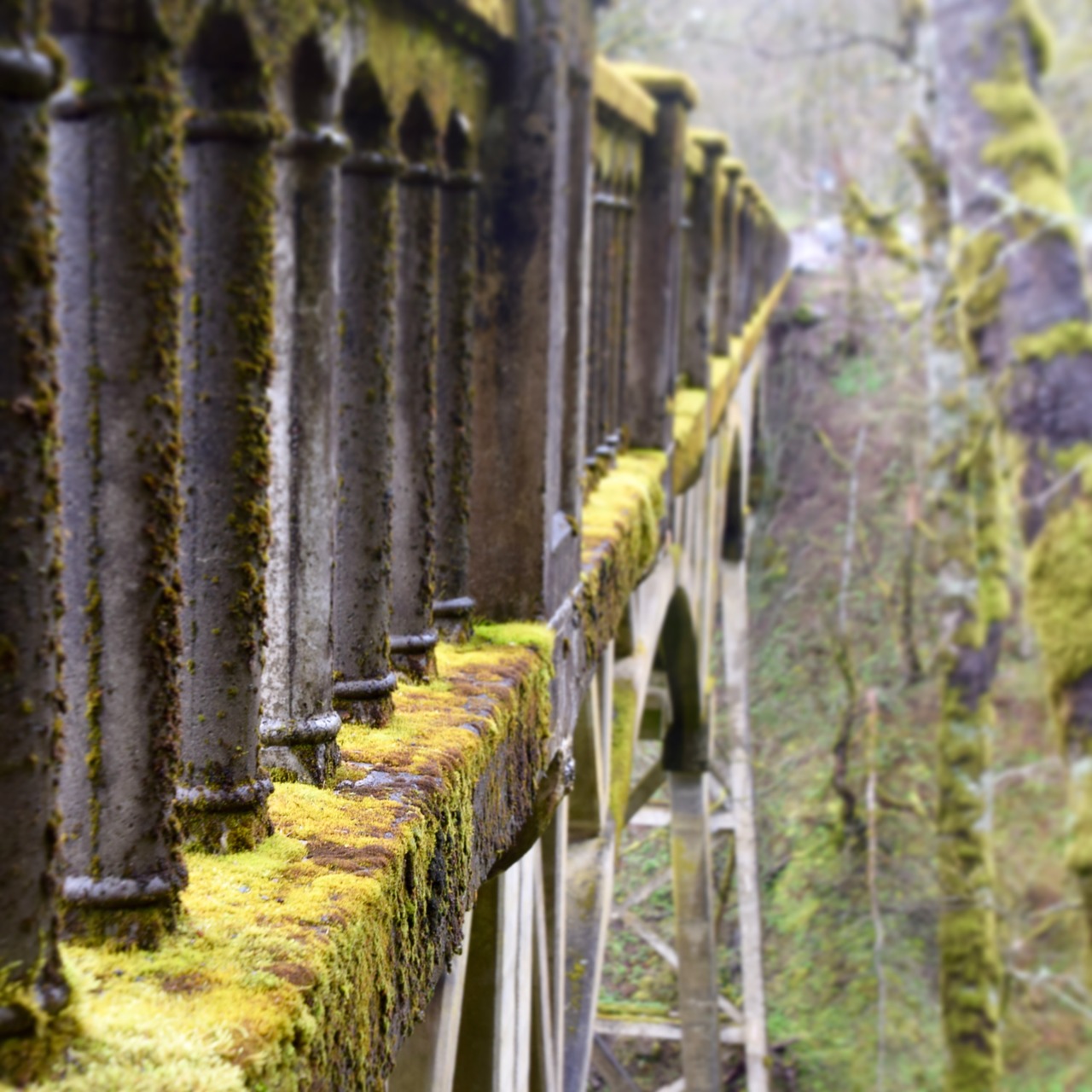 bridge  moss  oregon free photo