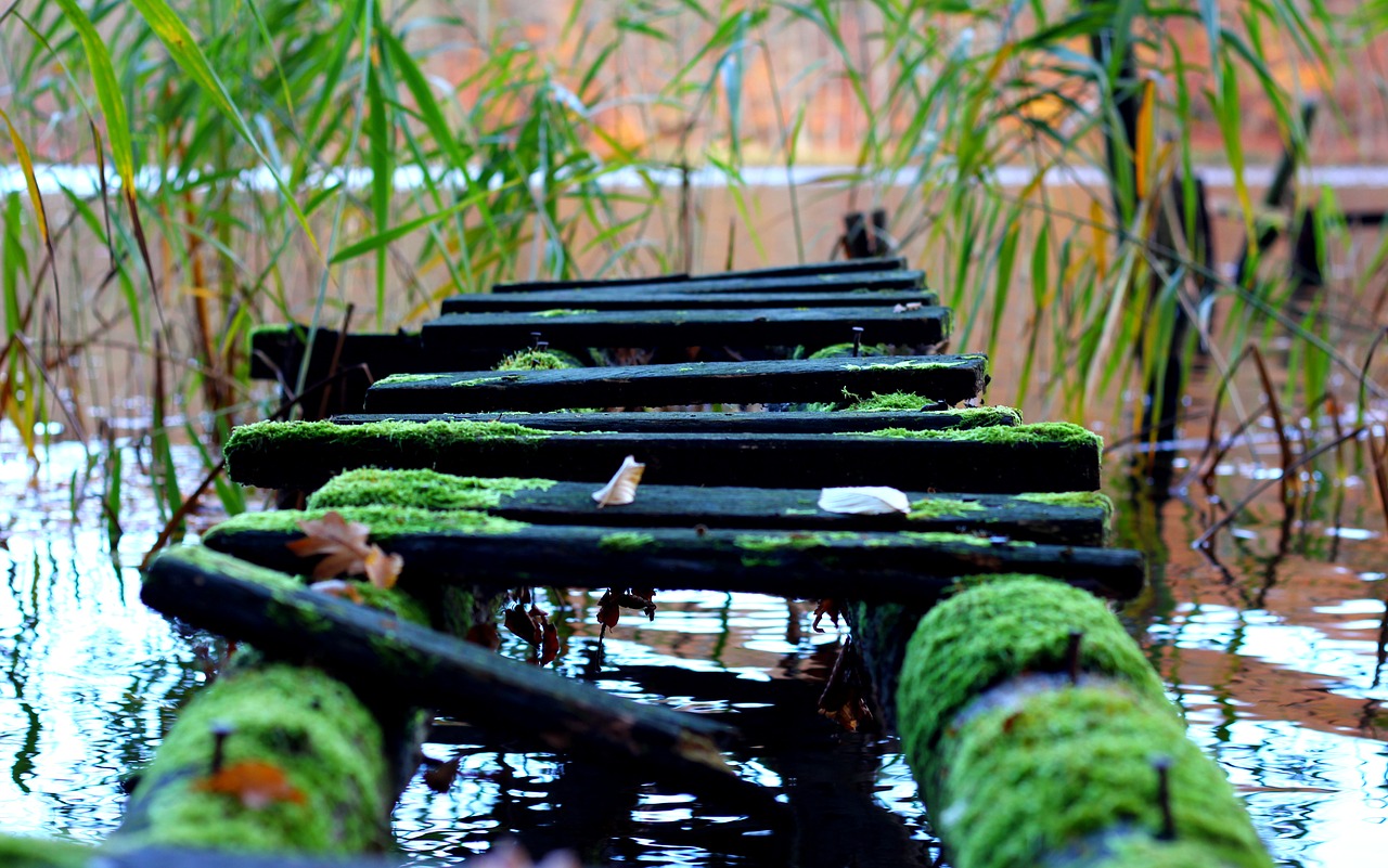 bridge  moss  lake free photo