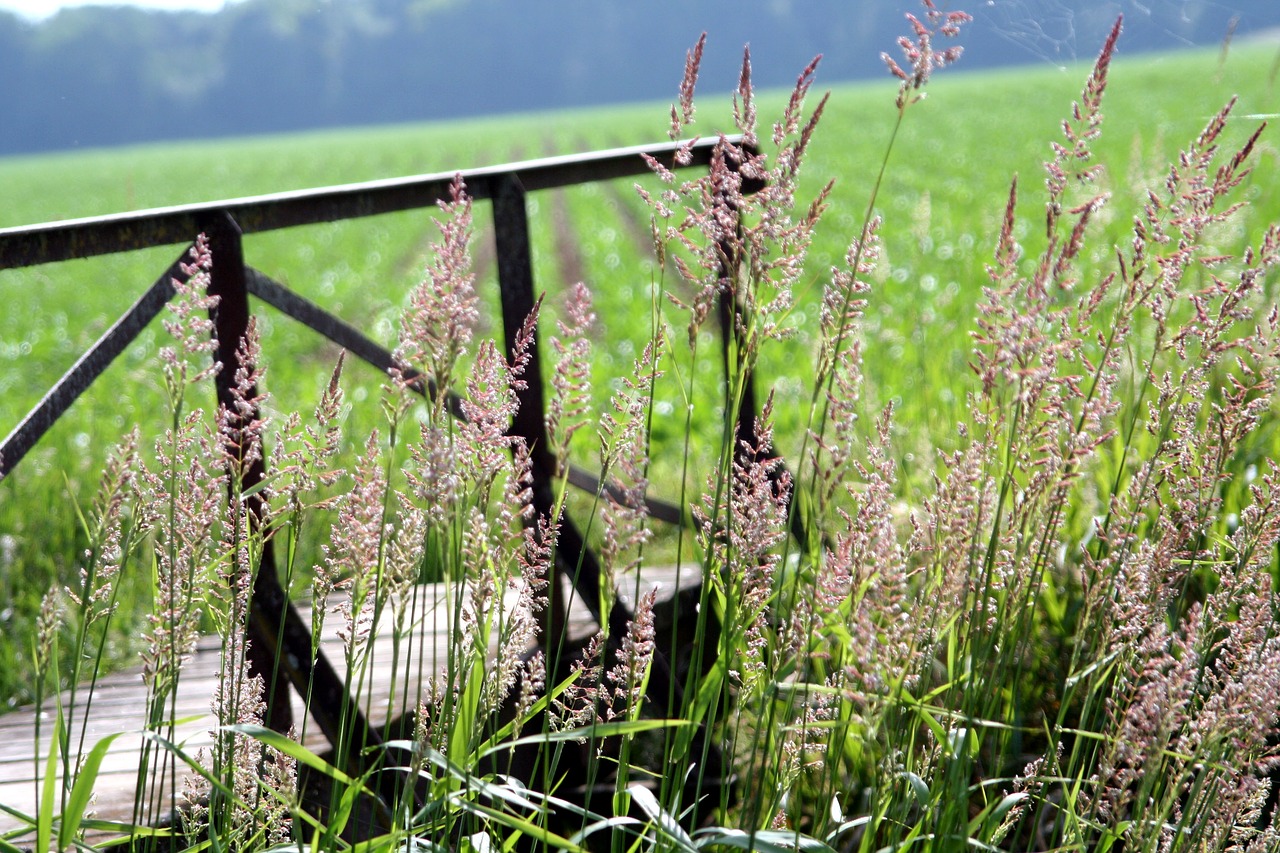 bridge  wood  field free photo