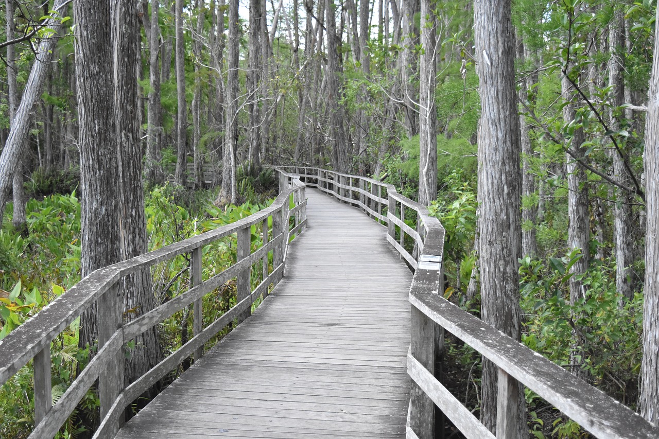 bridge  lonely  nature free photo