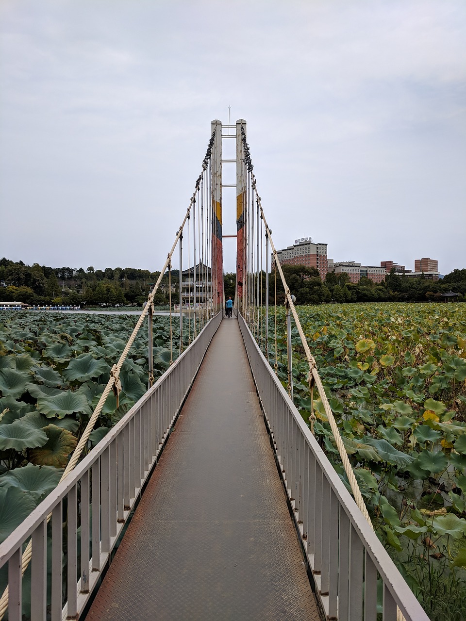 bridge  lotus  park free photo