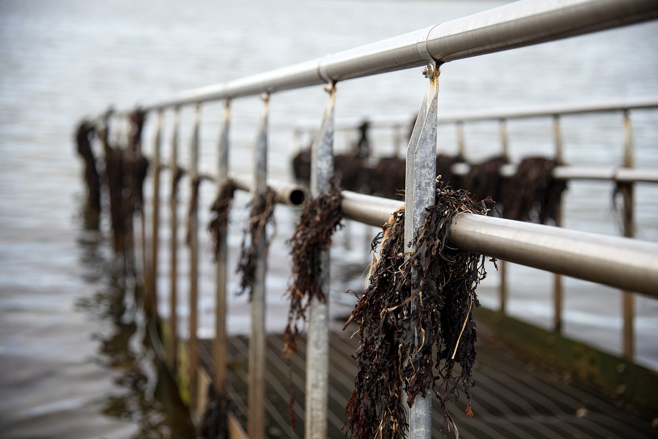 bridge  seaweed  sea free photo