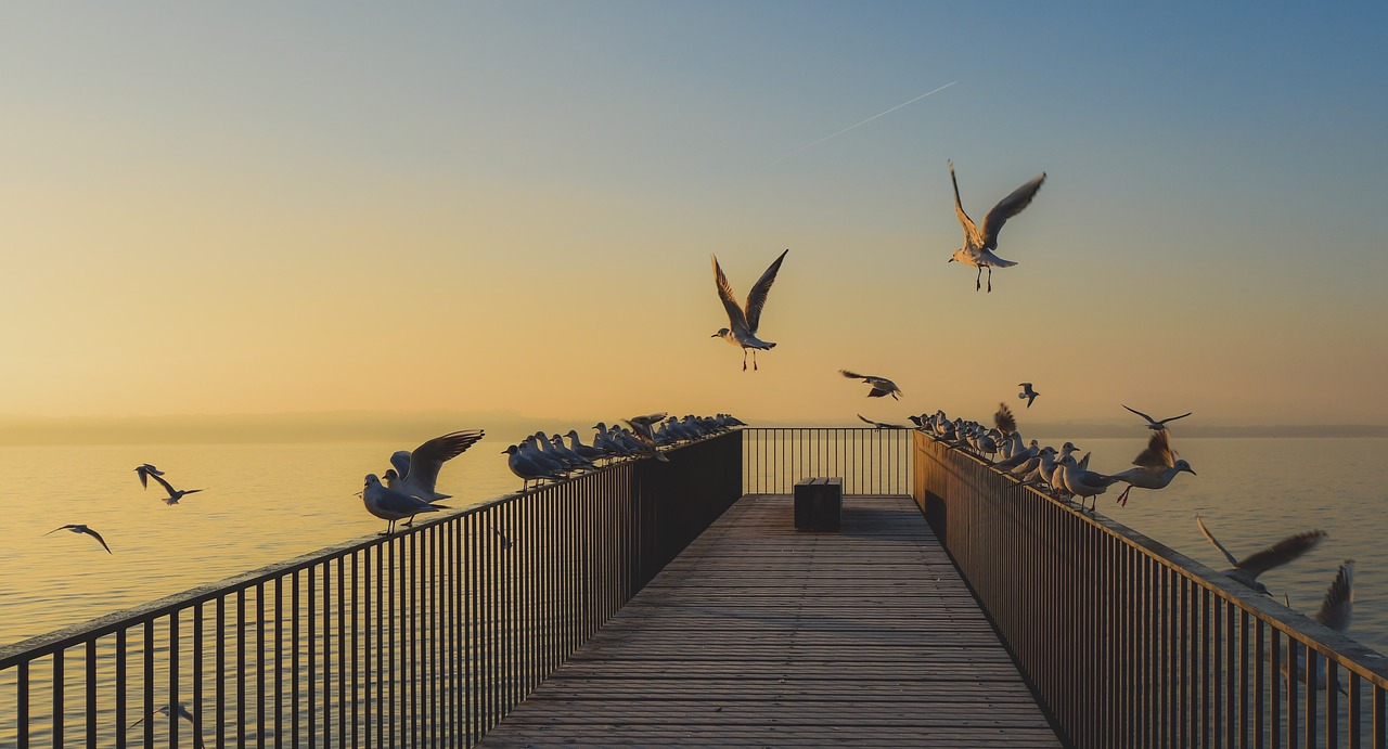 bridge  birds  sunrise free photo