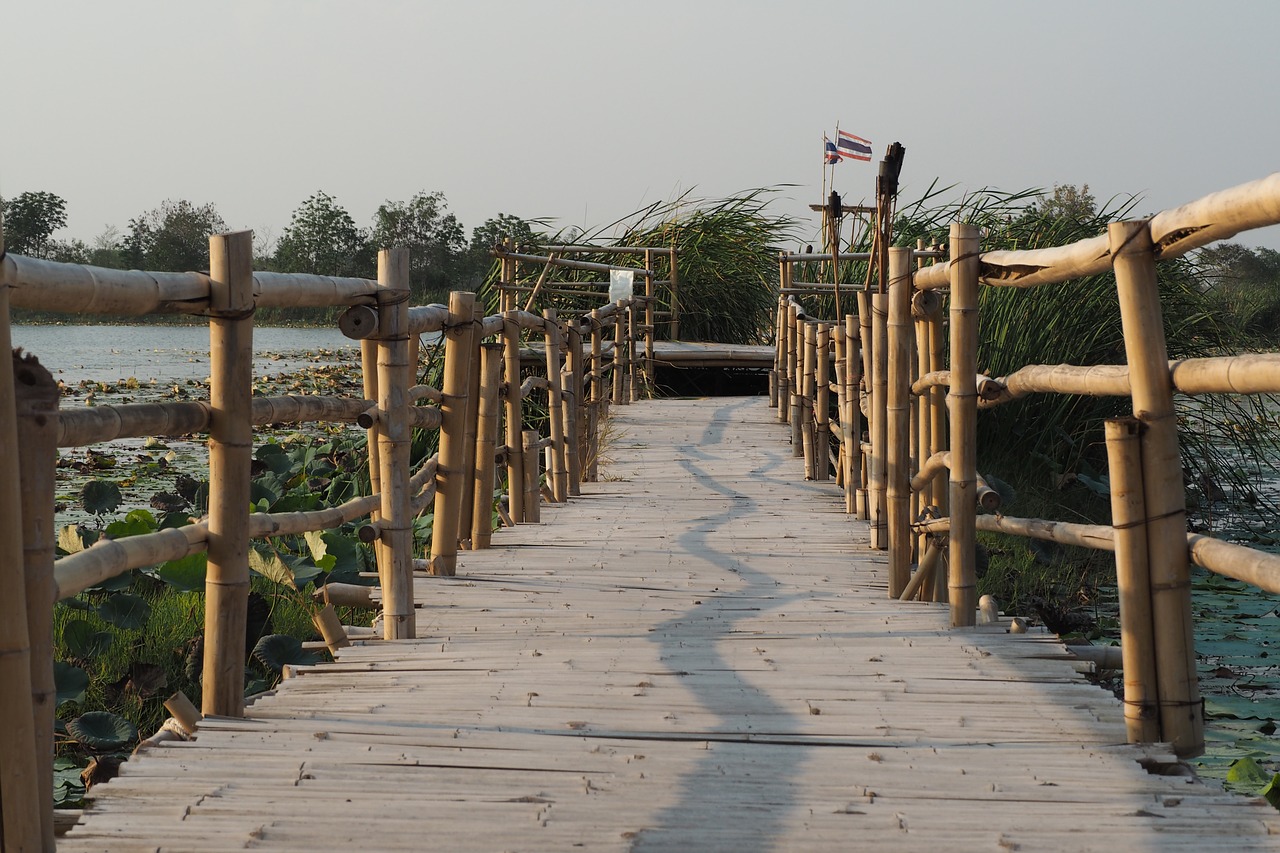 bridge  swamp  nature free photo