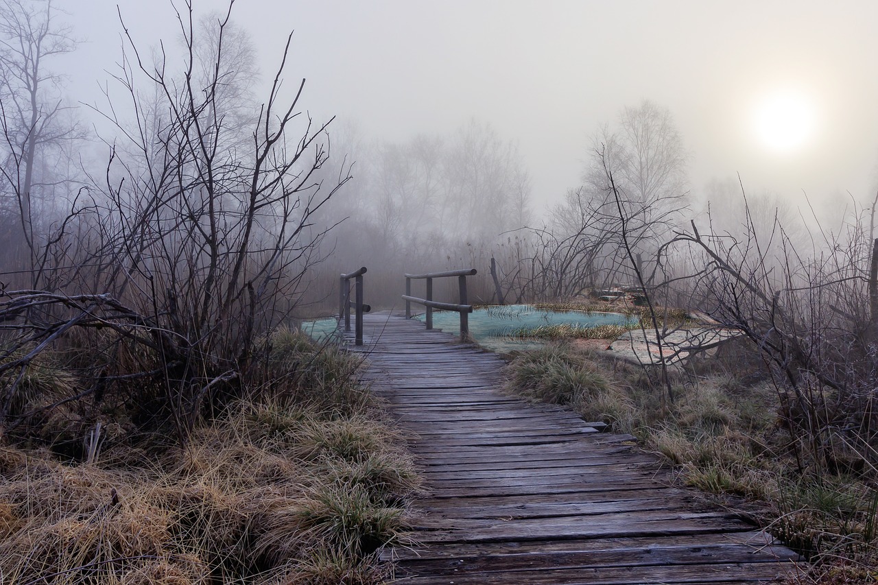 bridge  forest  fog free photo