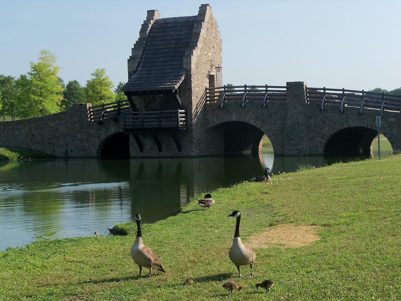 bridge geese nature free photo