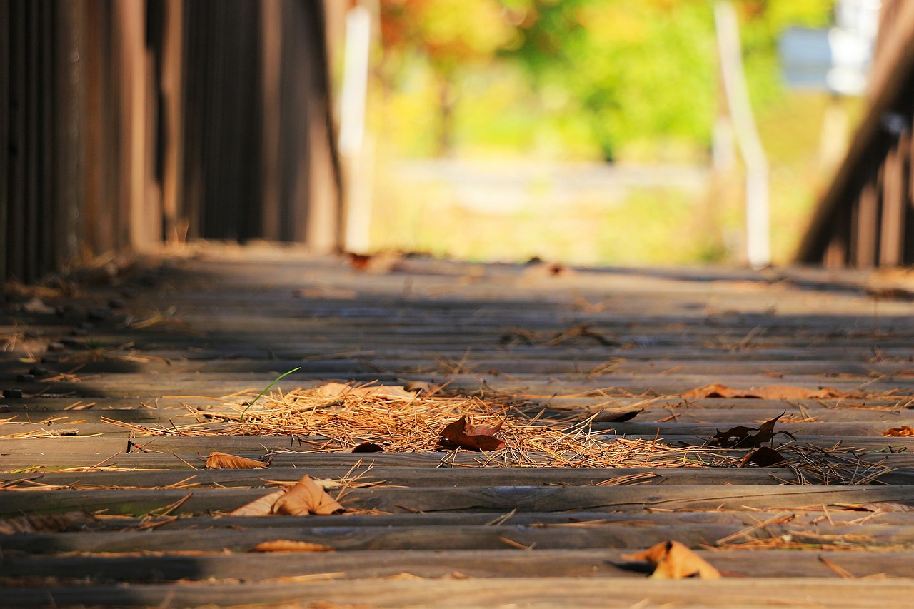 bridge autumn autumn leaves free photo