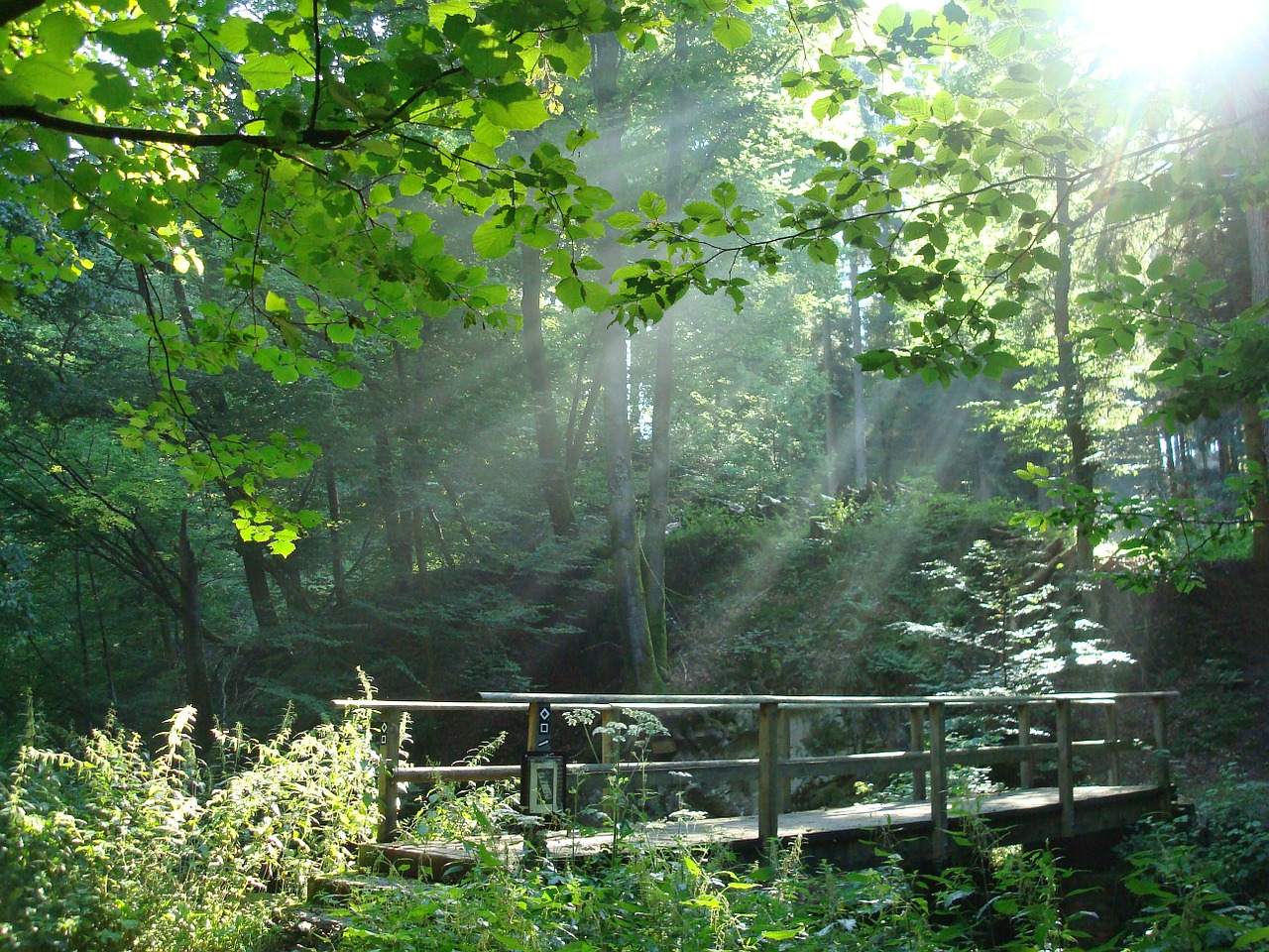 bridge forest bach free photo