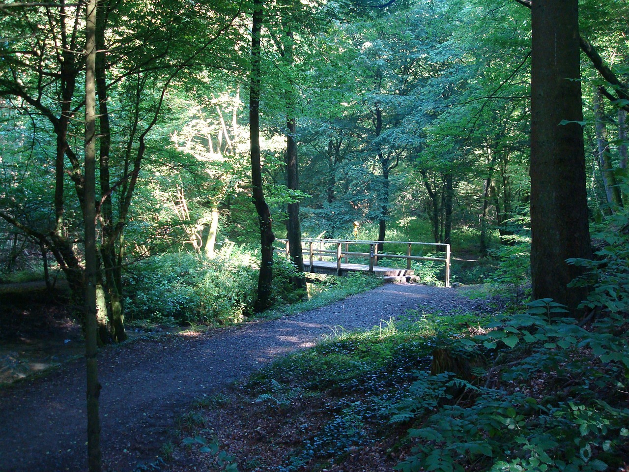 bridge forest bach free photo