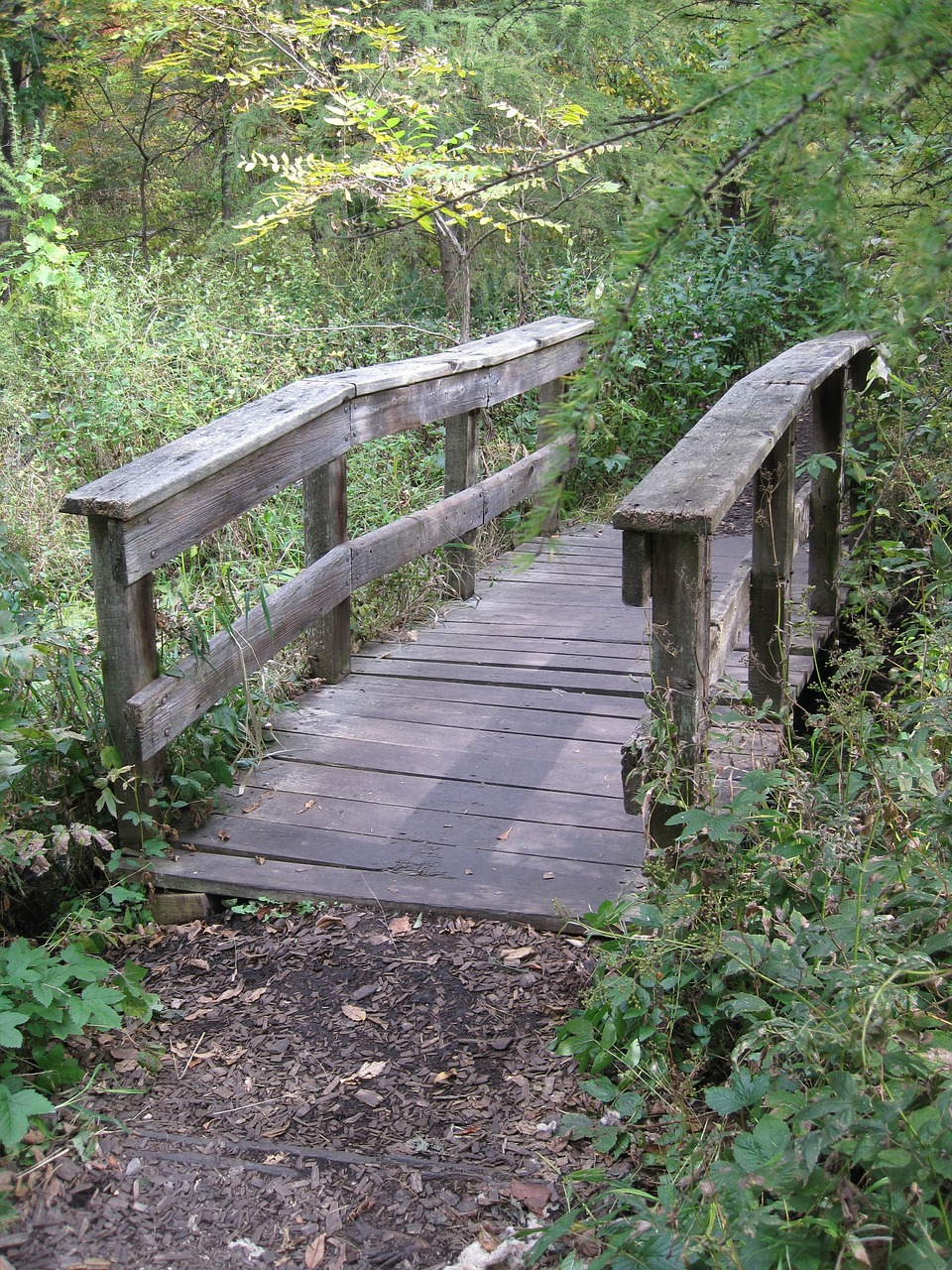 bridge woods path free photo