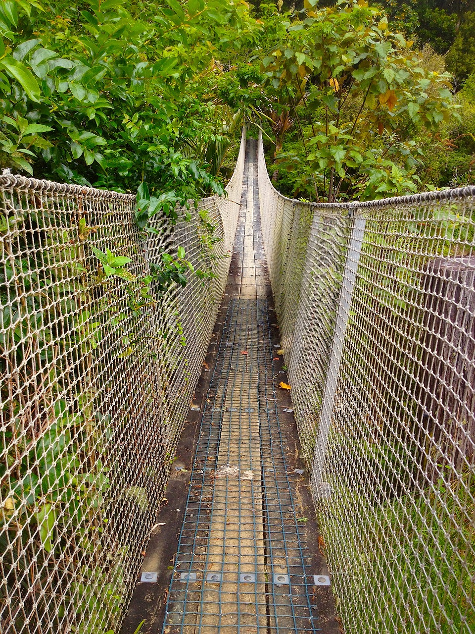 bridge foliage water free photo