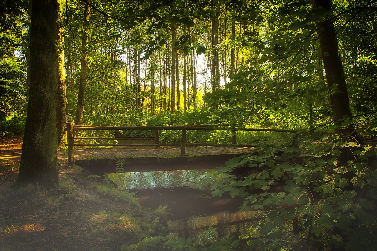 bridge forest fog free photo