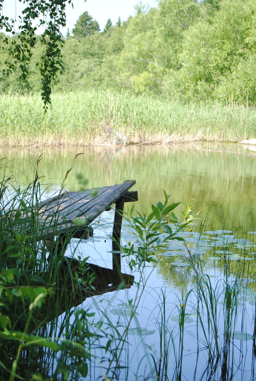 bridge water nature free photo