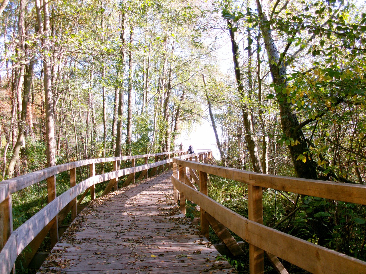 bridge web nature free photo