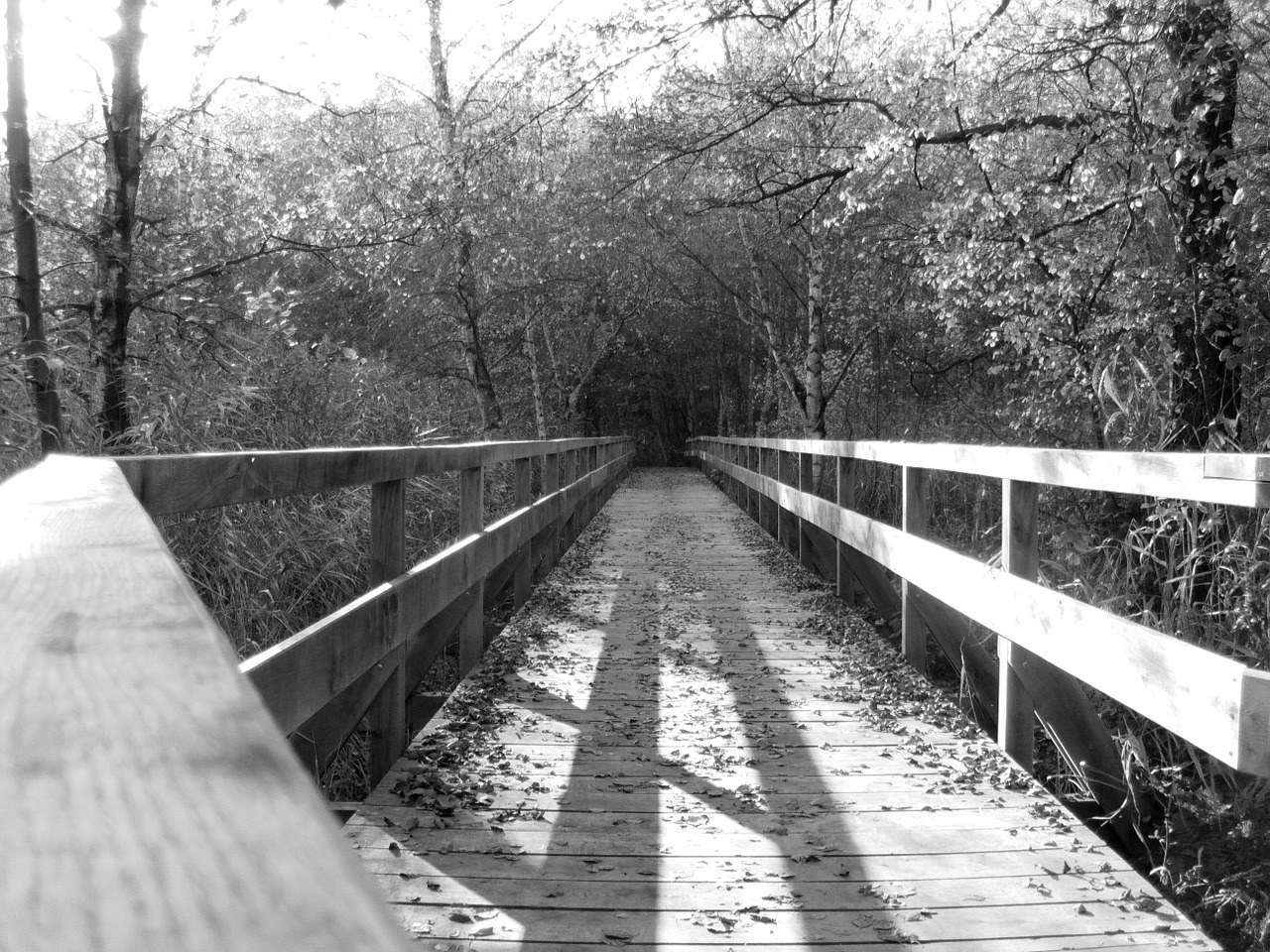 bridge nature black and white free photo