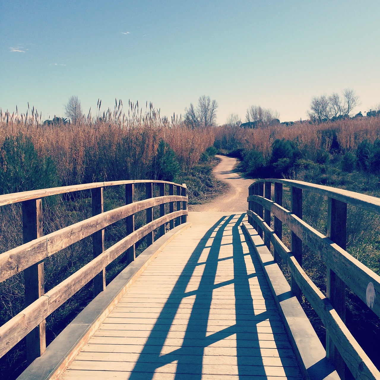 bridge vegetation nature free photo