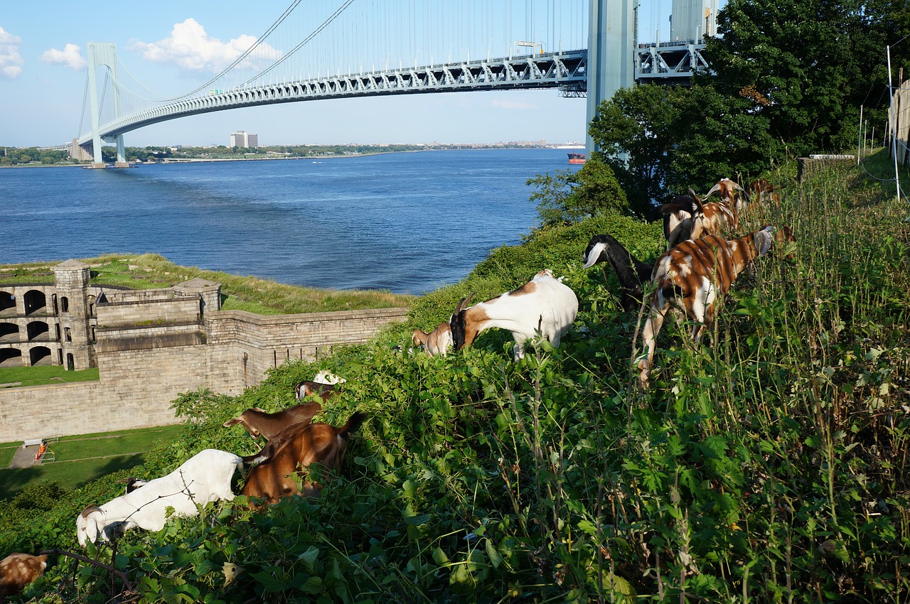 bridge goats nature free photo