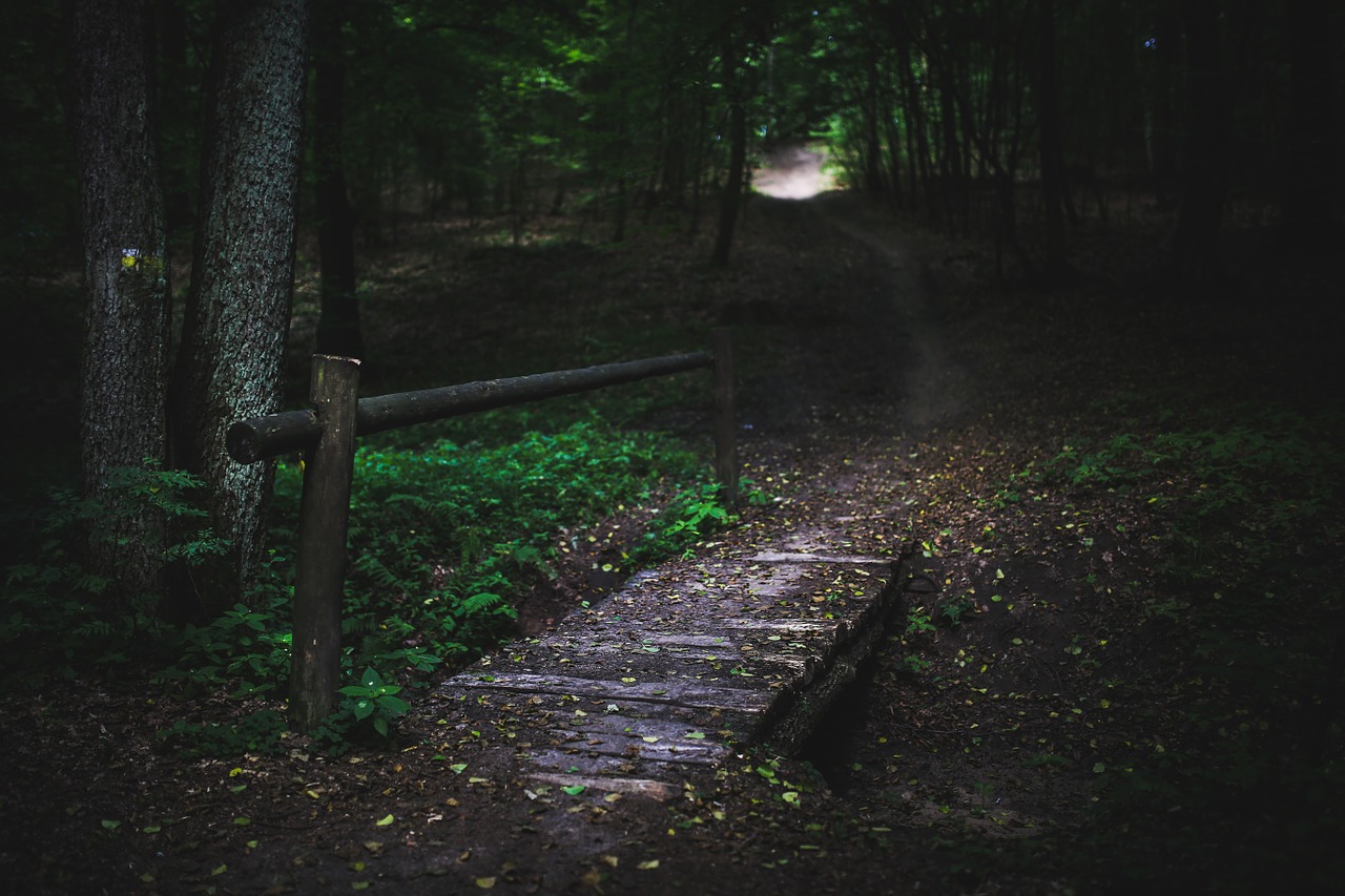 bridge wood forest free photo