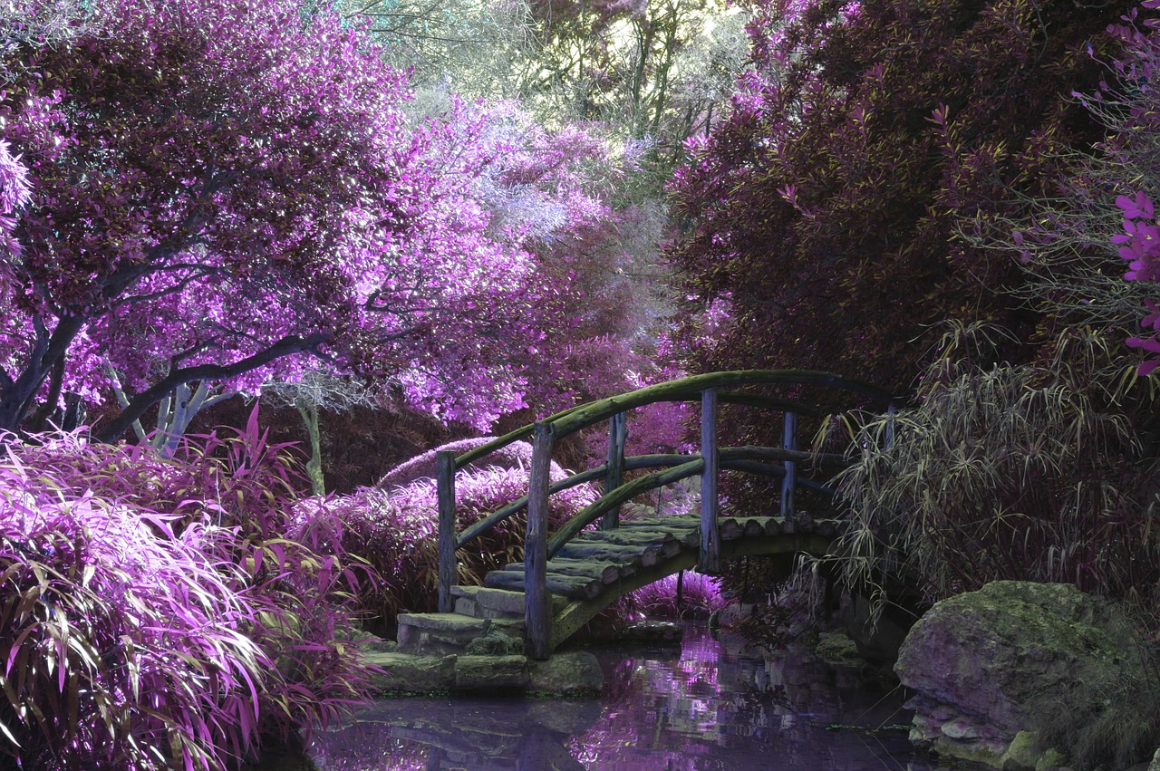 bridge pink blossoms free photo