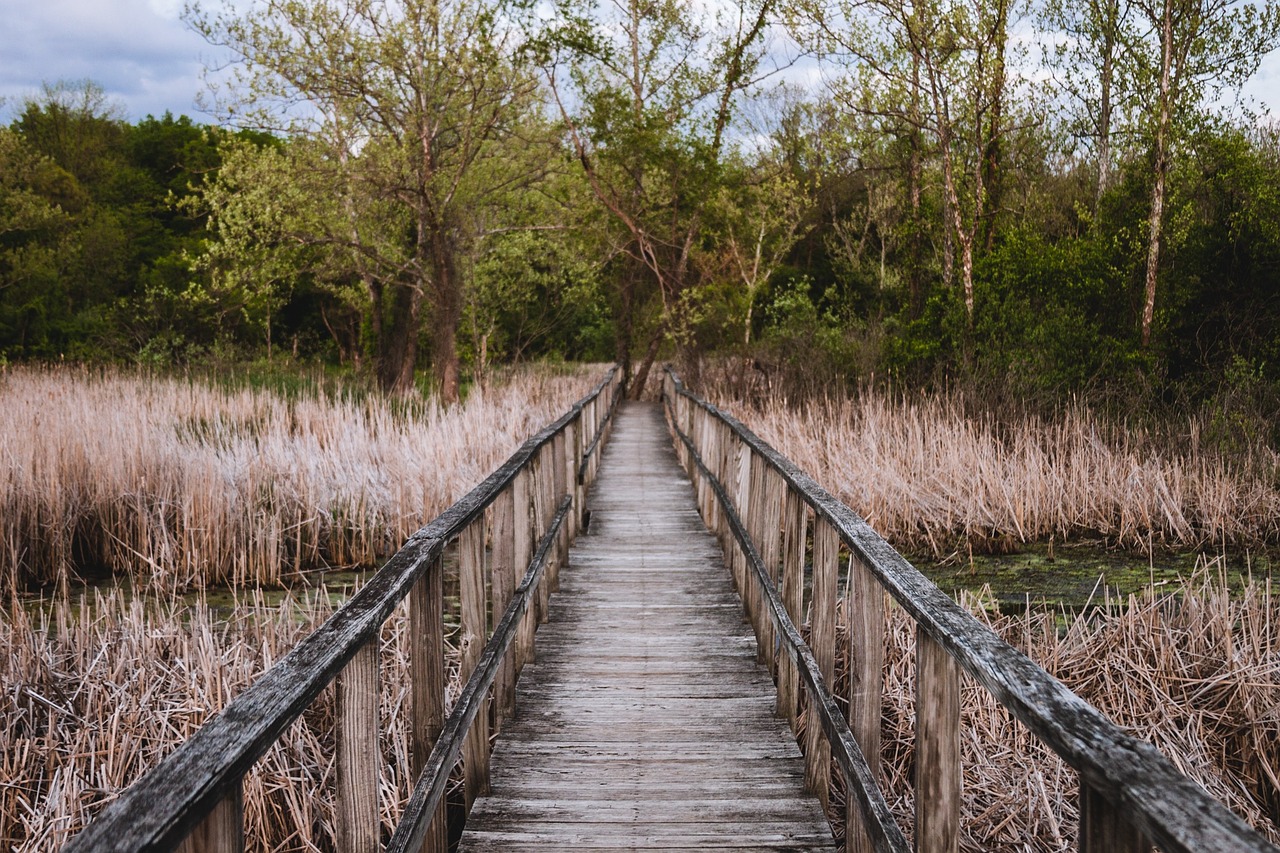 bridge brush trees free photo