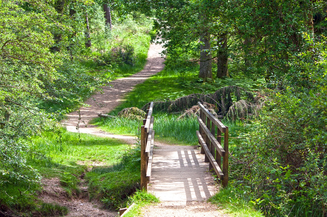 bridge wooden bridge forest free photo