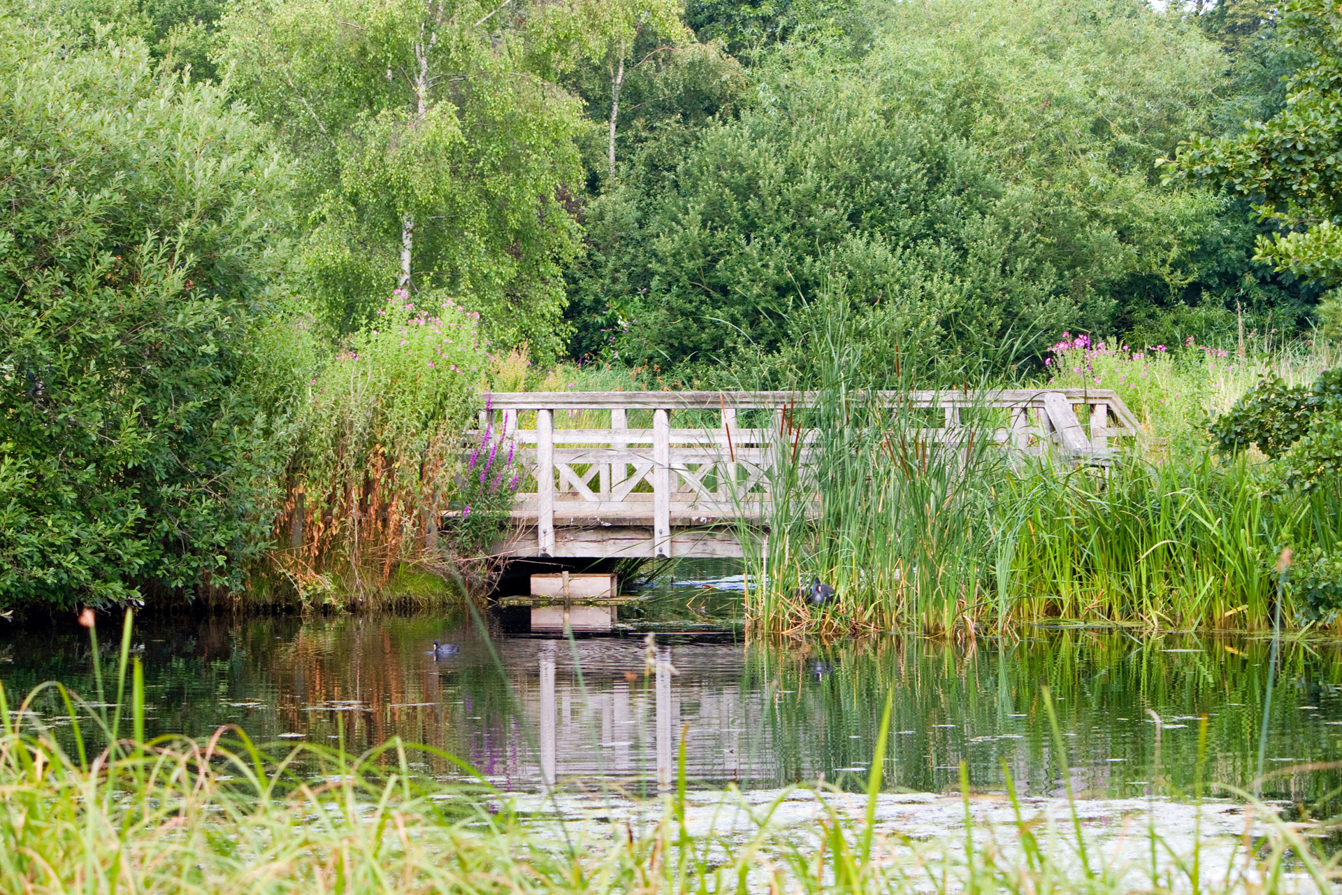 bridge pond wetlands free photo