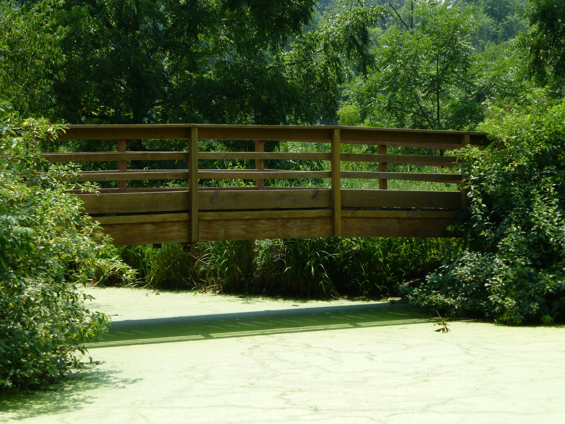 woods hanging pond free photo