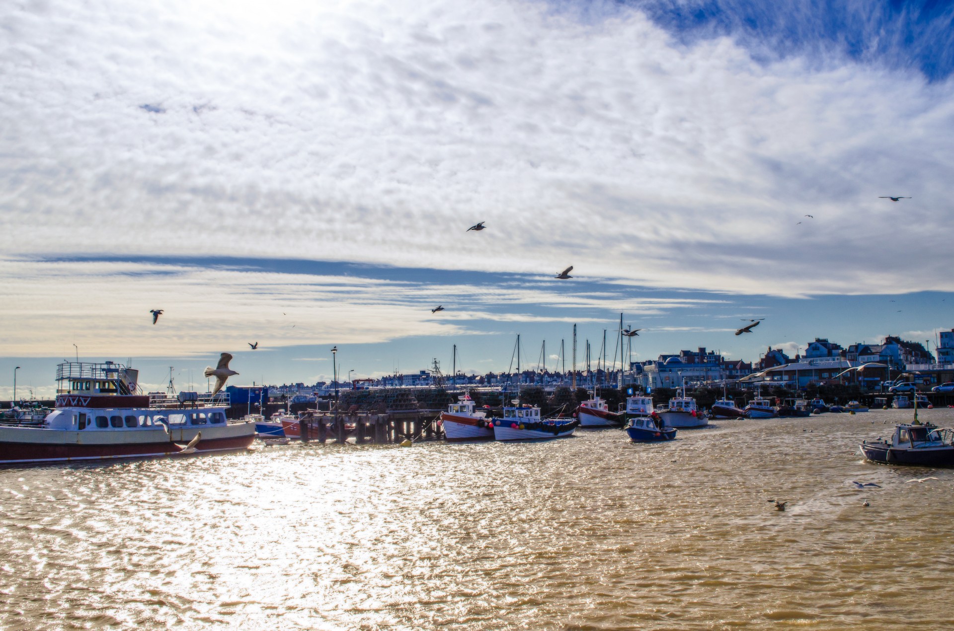 bridlington uk brid free photo