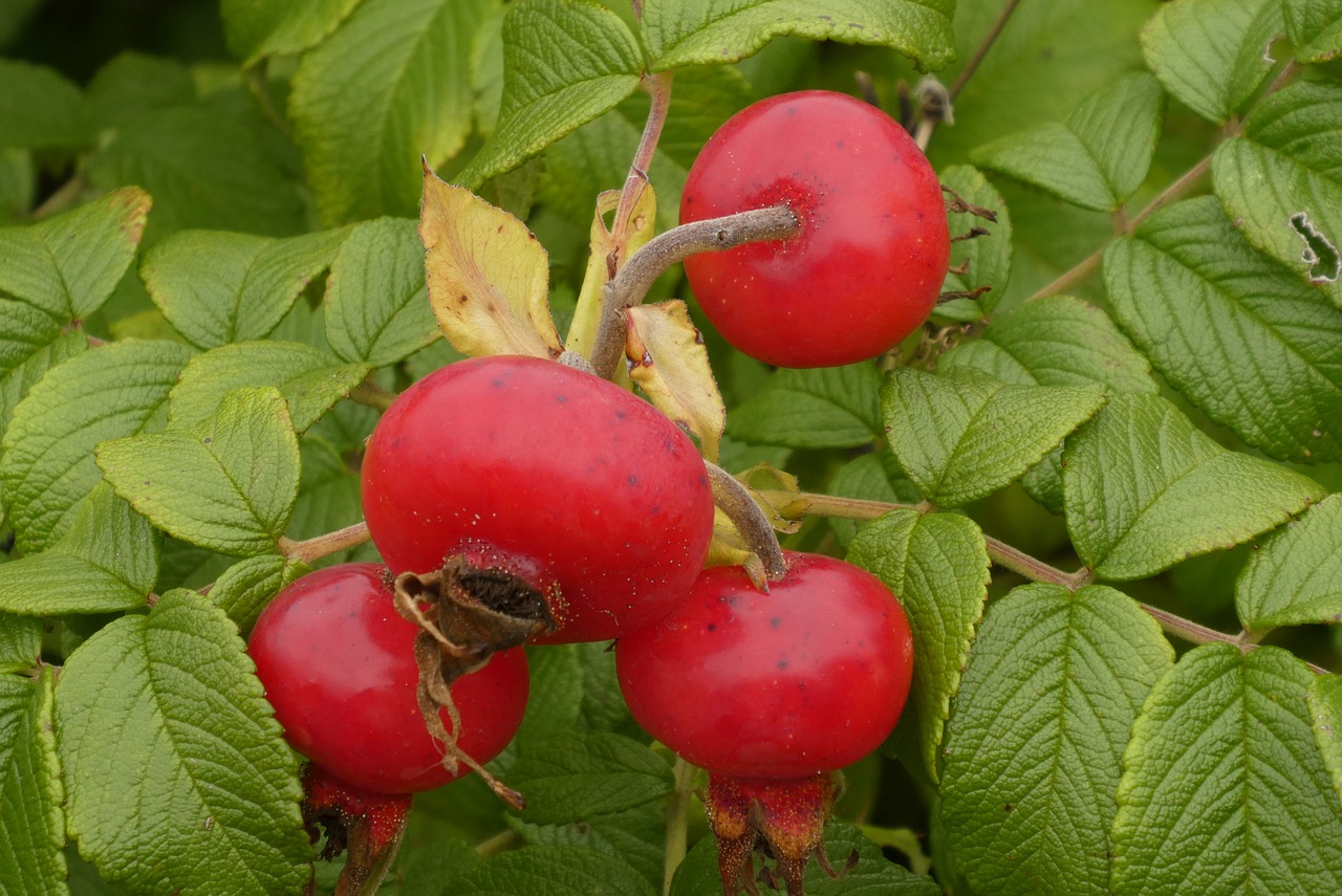 brier  fruit  rose free photo