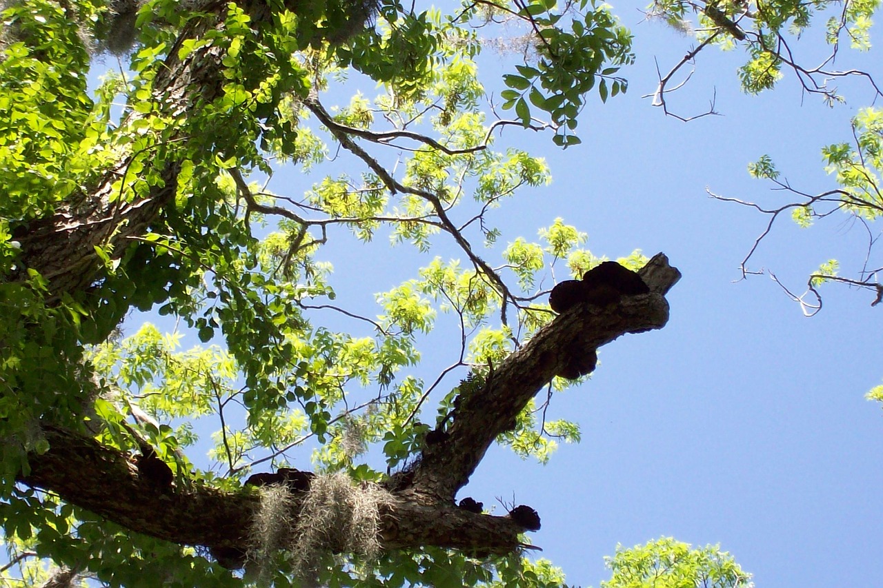 bright moss tree free photo