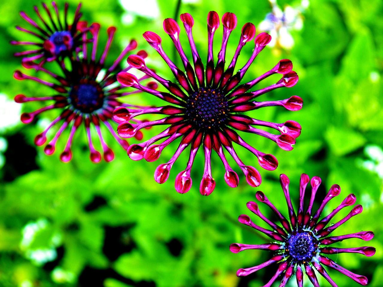 african daisy osteospermum purple daisy free photo