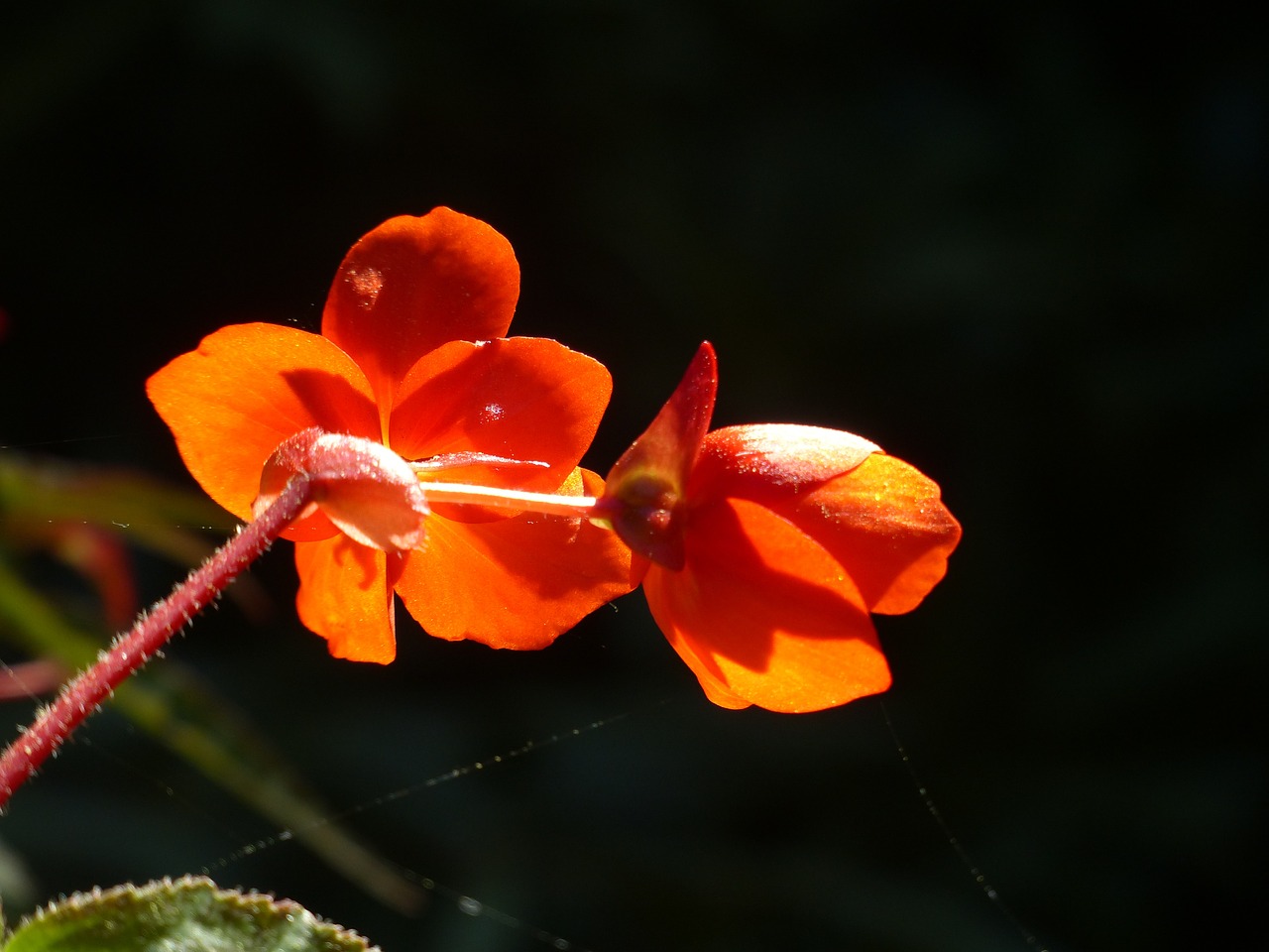 bright orange back light free photo