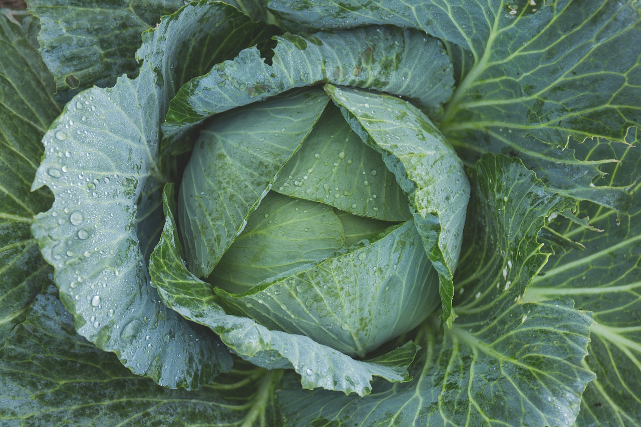 bright cabbage color free photo