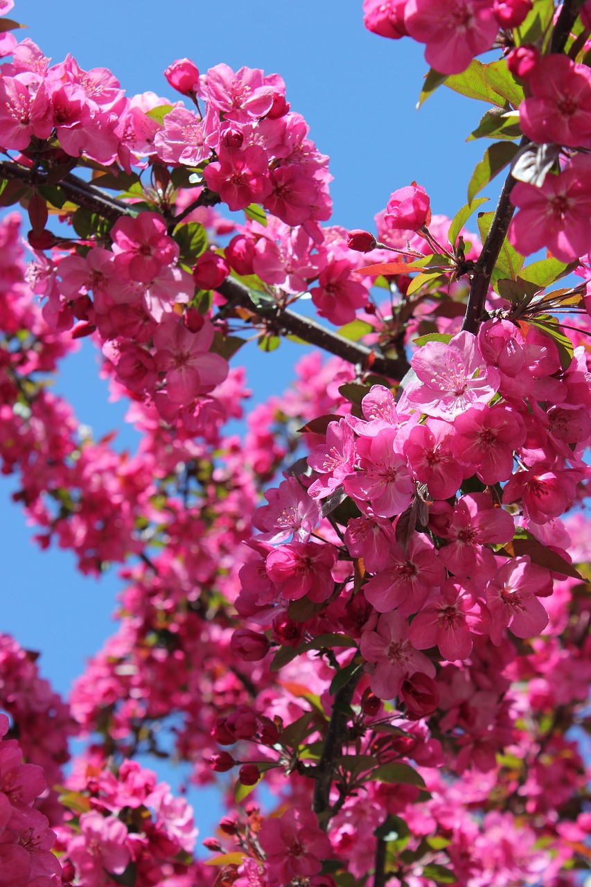 bright pink flower free photo