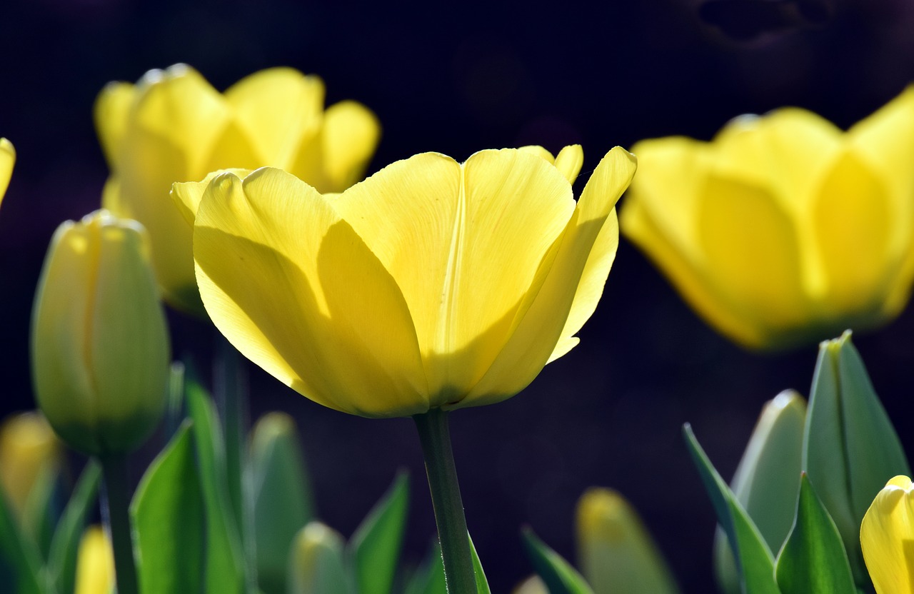 bright  backlighting  yellow free photo